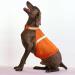 High Visibility Reflective Dog Vest for Small, Medium, Large Dogs - Orange - Medium Size - Buy Online on GoSupps.com