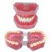 Tooth lessons model dental standard practice demonstration model simulation of oral teeth tooth shape resin oral dentist teaching form for science teaching demonstration (pink) rose
