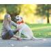 Dogwong Light Blue Adjustable Dog Collar with Removable Fly Perfect Gift for Small & Medium Dogs | Comfortable & Stylish (Pack of 1) - Buy Online on GoSupps.com