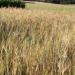 Organic Khorasan Wheat 5kg - Directly from Farm - Certified Organic Cultivation - Buy Online on GoSupps.com