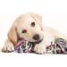 KEPLIN Rope Chew Toys for Dogs - Pack of 10 | Strong Rope Ball & Tug for Teething Stimulation & Training | 100% Natural Cotton | Accessories for Small Medium & Large Puppies & Adults (Style 1) - Buy Online on GoSupps.com