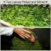 Premium Xihu Longjing Green Tea Leaves 125g - Freshly Picked Before Qingming - Buy Online on GoSupps.com