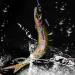 Mejoser Wobbler Set - 3-Piece Jerkbait & Swimbait Hard Bait for Pike & Perch Fishing | Includes Hooks & Colorful Bait Box - Buy Online on GoSupps.com