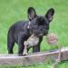 Fonpoo Natural Cotton Dog Toys Set for Medium & Small Dogs | 6-Part Puppy Intelligence Balls - Buy Online on GoSupps.com