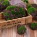 12Pcs Artificial Rock Moss Balls - Garden Decor & Floral Arrangements DIY - Buy Online on GoSupps.com