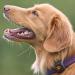 PitPat Dog Activity Monitor - No GPS, No Recharging - Suitable for All Dogs - Smart Fitness Tracker - 100% Waterproof - Buy Online on GoSupps.com