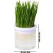 WOBBLO Grass Planter for Indoor Cats Transparent Hydroponic Planter for Cat Lawn Sprout Tray Pet Accessory Cat Pot Easy to Grow Prevents White - Buy Online on GoSupps.com