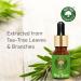 Old Tree Tea Essential Oil 15ml for Skin, Hair, and Acne Care - Natural Solution - Buy Online on GoSupps.com