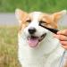 Professional Tear Stain Remover Powder & Applicator Brush for Dogs & Cats | Eye Care Comb for Pet Tear Stains - Buy Online on GoSupps.com