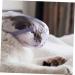 VANZACK 4pcs Cat Muzzle Mouth Pet Mask Cat Mouth Masks Clear Basket Muzzle Dog Masks Dog Mouth Masks Pp - Buy Online on GoSupps.com