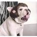 Trimmable Dog Wigs for Small Medium and Large Dogs Cosplay Pet Funny Headwear Costumes  Cat Wigs Dress up Decorations for Halloween  Christmas  Parties  Festivals Black Brown Straight Hair - Buy Online on GoSupps.com