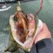 LMAB CHATTERBAIT K fi Multi Vibe - 1/0 & 5/0 Angelk der f r Zander Barsch & Hecht | Effektiver Blade Bait - 14g Firetiger - Buy Online on GoSupps.com