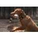 Eureka MARCOPOLO Advanced Pet Tracking Tag Accessory - Pet Monitoring and Locating System - Buy Online on GoSupps.com