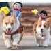 NACOCO Cowboy Rider Dog Costume with Doll and Hat for Halloween - Small - Buy Online on GoSupps.com