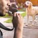 Dog Whistle for Recall Adjustable Frequency Silent Dog Whistle Pet Training Whistle with Lanyard Distance Dog Whistle to Stop Barking(Black Silver size:3.15x0.31inch) 3.15x0.31inch Black Silver - Buy Online on GoSupps.com