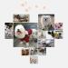 Adjustable Dog Wheelchair for Back Legs Medium Dog Carriers & Travel Products Veterinarian Approved Hind Legs Rehabilitation for Disabled Hind Legs Puppy Pet - Buy Online on GoSupps.com