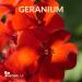 SenseLAB 100% Pure Geranium Essential Oil - Therapeutic Grade for Diffuser, Humidifier, Skin Care - Relaxing and Soothing - Rose Geranium 10ml - Buy Online on GoSupps.com