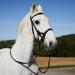 Horze Denver Bitless Bridle - Black Cob Size | Shop Now - Buy Online on GoSupps.com
