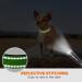 Buy Taglory Soft Padded Neoprene Dog Collar for Puppies - Adjustable Reflective Green XS | Ideal for Training - Free International Shipping - Buy Online on GoSupps.com