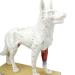 Scientific Animal Anatomical Research Model Biological Acupuncture and Moxibustion Model Anatomical Model with Acupuncture and Moxibustion Points Dog