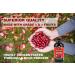 Immunia Urinary Health. Prevent Urinary Tract Infection (Women & Men). Cranberry & Elderberry Concentrate. Natural Antioxidant. Delicious Taste. 5 ml/day. Made in Canada (3-pack) 1 count (Pack of 3) - Buy Online on GoSupps.com