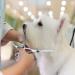 Jiasoval 6 Up-Curved Pet Grooming Scissors Set for Dogs & Cats - Stainless Steel Safety Scissors for Hair Cutting and Trimming - Buy Online on GoSupps.com