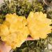 Home Decoration 600-700g New Find Yellow Phantom Quartz Crystal Cluster Specimen 1pc Stones - Buy Online on GoSupps.com