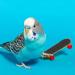 BWOGUE 12PCS Bird Training Toys - Parrot Intelligence Toy Set for Budgie, Parakeet, Cockatiel, Conure, Lovebird - Buy Online on GoSupps.com
