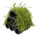 Aqua Essentials Java Moss Shrimp Shelter