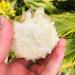 Natural Crystal Rough Rough Natural Citrine Quartz Stone Point Crystal Reiki Cluster 250G-650G 1pc (Size : 550G-650G) - Buy Online on GoSupps.com