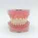 Standard Dental Teeth Model - Removable Full Mouth Resin Crown Model for Tooth Extraction & Patient Explanation - Buy Online on GoSupps.com