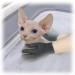 6 Pack Sphynx Cat Bath Gloves - Exfoliating Glove for Hairless Cats | Sphynx Shower Body Scrub - Buy Online on GoSupps.com