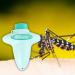 Mosquito Bite Reliever Crystal Quartz Device - Natural Antipruritic Solution, Drug-Free Itch Relief - Buy Online on GoSupps.com