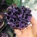 Amethyst Rough Stone Natural Amethyst Specimen Purple Quartz Stone Raw Home Decor (Size : 300-400g) HOMEZHOU - Buy Online on GoSupps.com