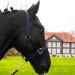 Horse delinis halter for warm blood thoroughbred cold blood pony-stable strap pasture pasture 2-fold adjustable thorn buckle safe & tear-resistant (blue cold blood) blue cold blood