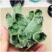 Natural Green Ghost Phantom Quartz Crystal Cluster Rock Stones and Crystals Specimen Home Decor Beautiful ZJGIDTEM - Buy Online on GoSupps.com