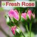 Plant Gift Rose Buds Tea 50G/1.76oz For Beauty Premium 100% Organic Intact Rose Tea Herbal Tea with Rich aroma Relieve Anxiety& Promote Metabolism Caffeine-Free - Buy Online on GoSupps.com