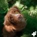 Reavet Relax Paste for Dogs - 30ml Natural Calming Solution | Ideal for Stress Fear & Aggression in Dogs - Buy Online on GoSupps.com