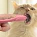 Soft Chin Brush for Pet | Grooming Chin Scrubber Soft Chin Brush | Non-Slip Cleaning Brush Finger Multifunctional Pet Supplies for Cats Pink - Buy Online on GoSupps.com
