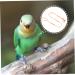 GREENADSCAPE 1pc Animal Leash Small Animal Harness Leash Adjustable Bird Harness Leash Bird Leash Polyester 135 1 0.1CM Orange - Buy Online on GoSupps.com