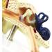 Ear Anatomical Model - Magnification 1.5X Inner Ear Ear System Structure Model Training Model for Medical Medical Practice - Buy Online on GoSupps.com