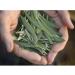 Barlean's Peppermint Olive Leaf Complex Supplement - 16 oz | Non-GMO, Sustainably Sourced, Kosher | 95mg Oleuropein - Buy Online on GoSupps.com