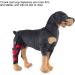 Dog Knee Brace for Cruciate Ligament Injury Joint Pain and Muscle Sore with Better Recovery Adjustable Rear Leg Braces (XXS) - Buy Online on GoSupps.com