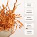 Cordyceps Mushroom Powder by Bloomable I Energy and Endurance (100 gr) 100 g (Pack of 1) - Buy Online on GoSupps.com