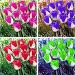 Potseed 20 pcsBag Tulip Plants Mixed Rare Beauty Flower Ice Cream Plants as DIY Home Garden Beautiful Perennial Tulips Mixed