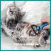 2 in 1 Pet Grooming Tool for Dogs & Cats - Deshedding & Dematting Comb - Undercoat Rake for Long Haired Pets - Blue - Buy Online on GoSupps.com