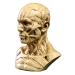 Zumllex 4-Inch Portable Human Model Craft Anatomy Skull Head Muscle Bone Medical Artist Drawing Study (Nude)