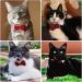 Formal Pets Bowtie Adjustable Pets Dog Cat Bow Tie Pet Necktie Collar Elegance False Kitten Necktie Collar Trendy Bowties for Wedding Birthday Christmas Costumes Neck Collar for Dogs and Cats (L) - Buy Online on GoSupps.com