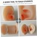 Hemoton Silicone Ear Model Set for Practice and Display | Ear Picking & Simulation Props - Buy Online on GoSupps.com