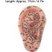 Buy Ear Acupuncture Display Model - Clear Point Visibility for Study Presentations | International Shipping Available - Buy Online on GoSupps.com